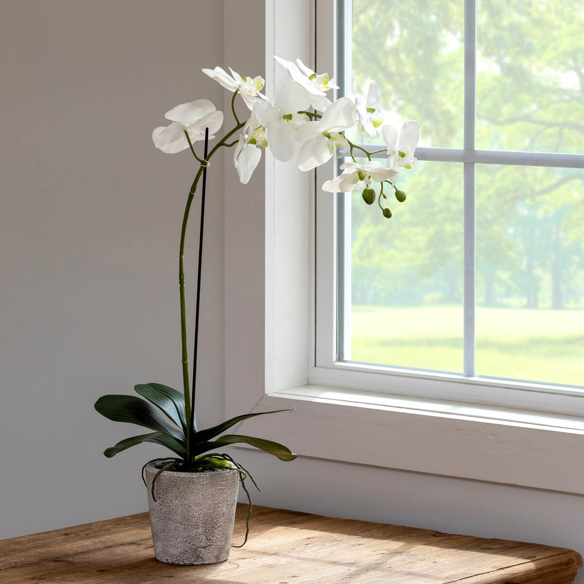 Faux Phalaenopsis Orchid in Concrete Pot, Large