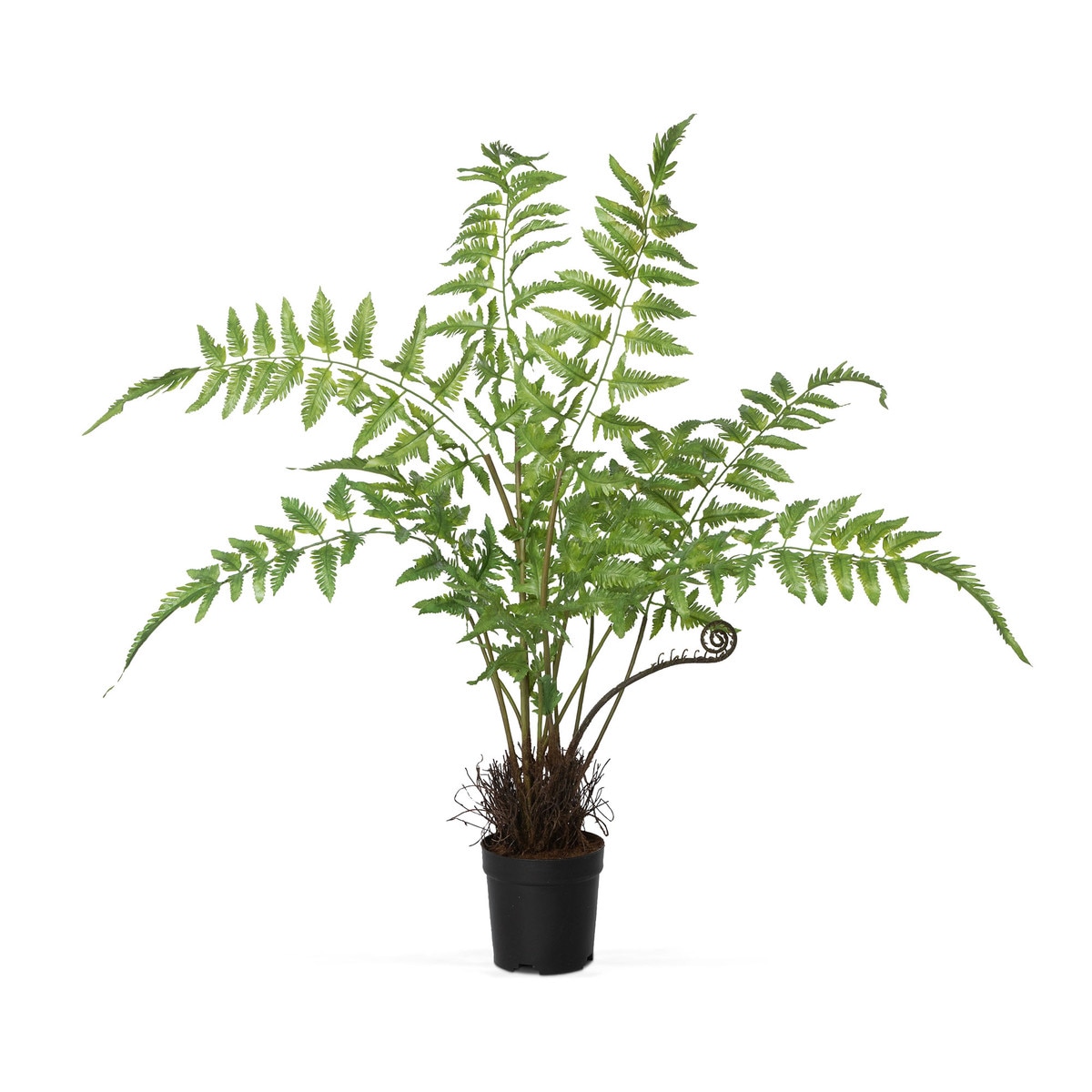 Large faux forest fern with arching light-green fronds, a curled shoot and a black grower pot