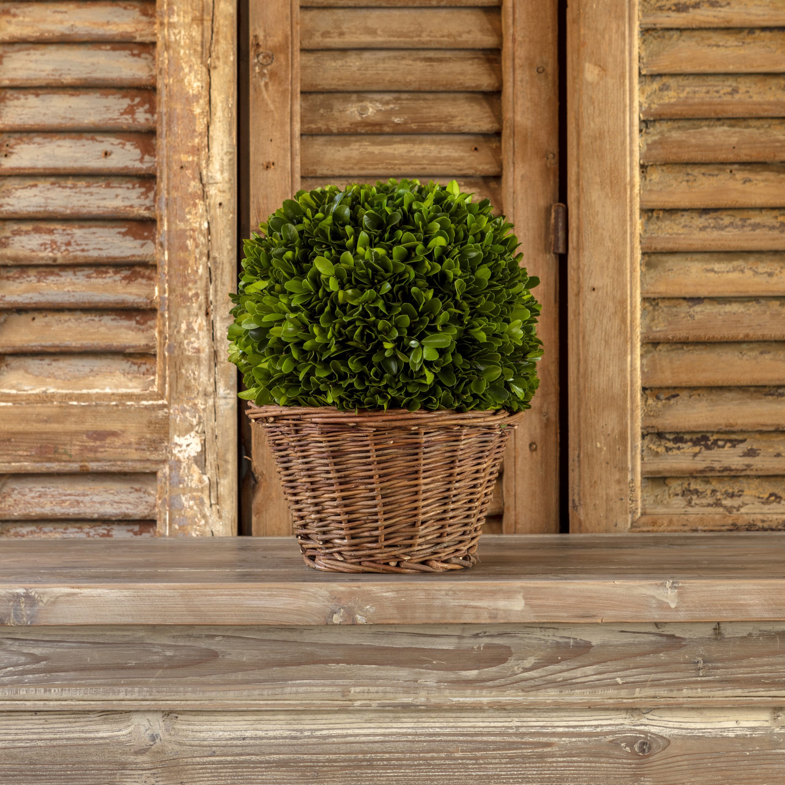9" Preserved Boxwood Ball In Basket